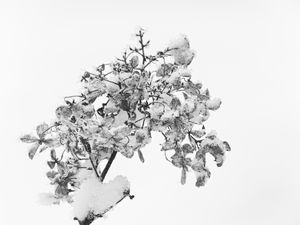 Preview wallpaper branch, dry, snow, macro, black and white, white
