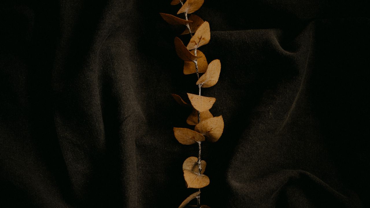 Wallpaper branch, fabric, folds, minimalism, black