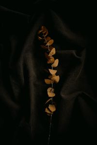 Preview wallpaper branch, fabric, folds, minimalism, black