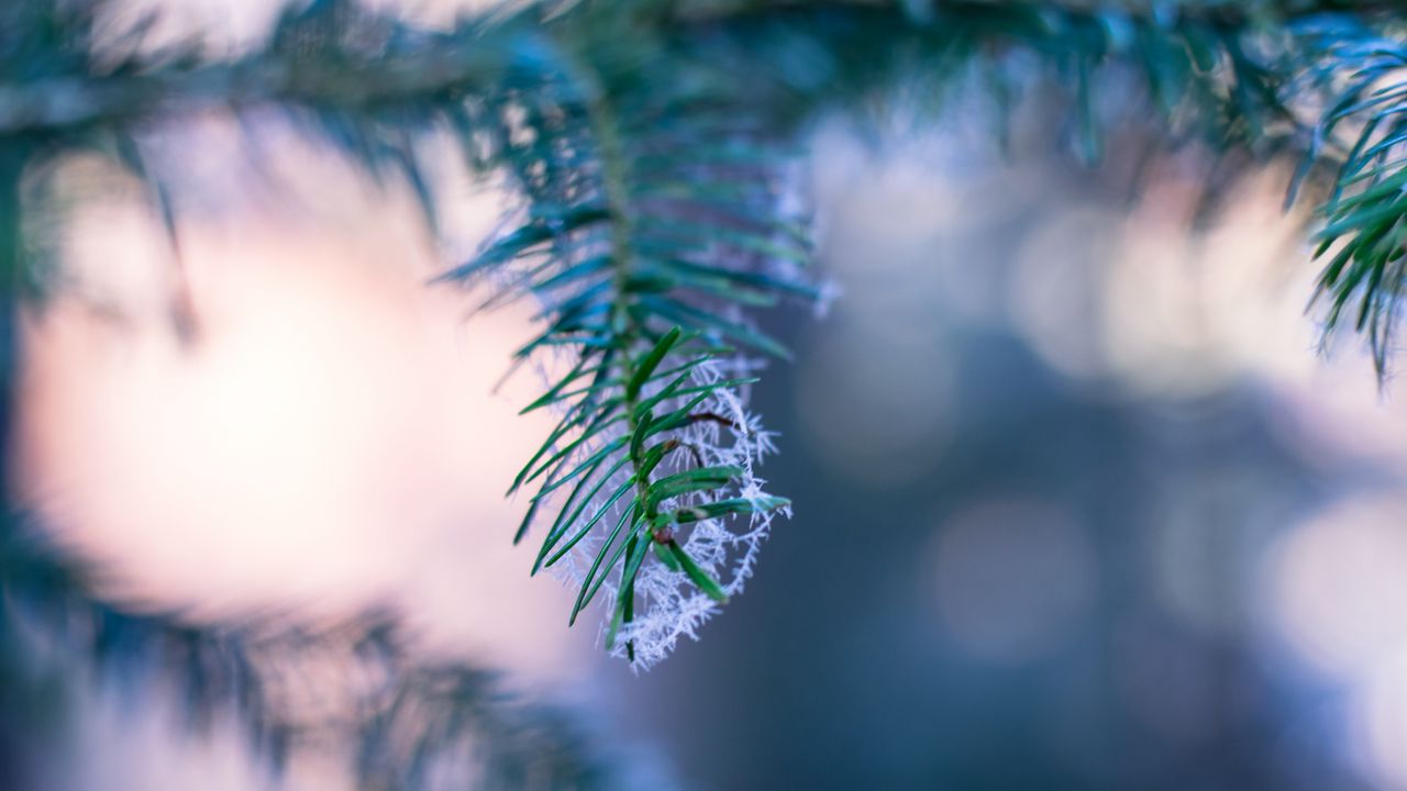 Wallpaper branch, fir, frost, blurring