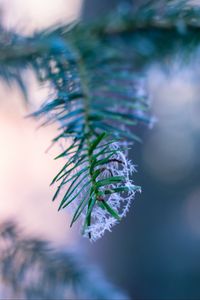 Preview wallpaper branch, fir, frost, blurring