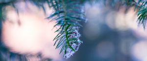 Preview wallpaper branch, fir, frost, blurring