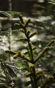 Preview wallpaper branch, fir, tree, nature, macro