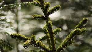 Preview wallpaper branch, fir, tree, nature, macro