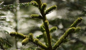 Preview wallpaper branch, fir, tree, nature, macro