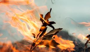 Preview wallpaper branch, fire, smoke, leaves