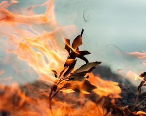 Preview wallpaper branch, fire, smoke, leaves