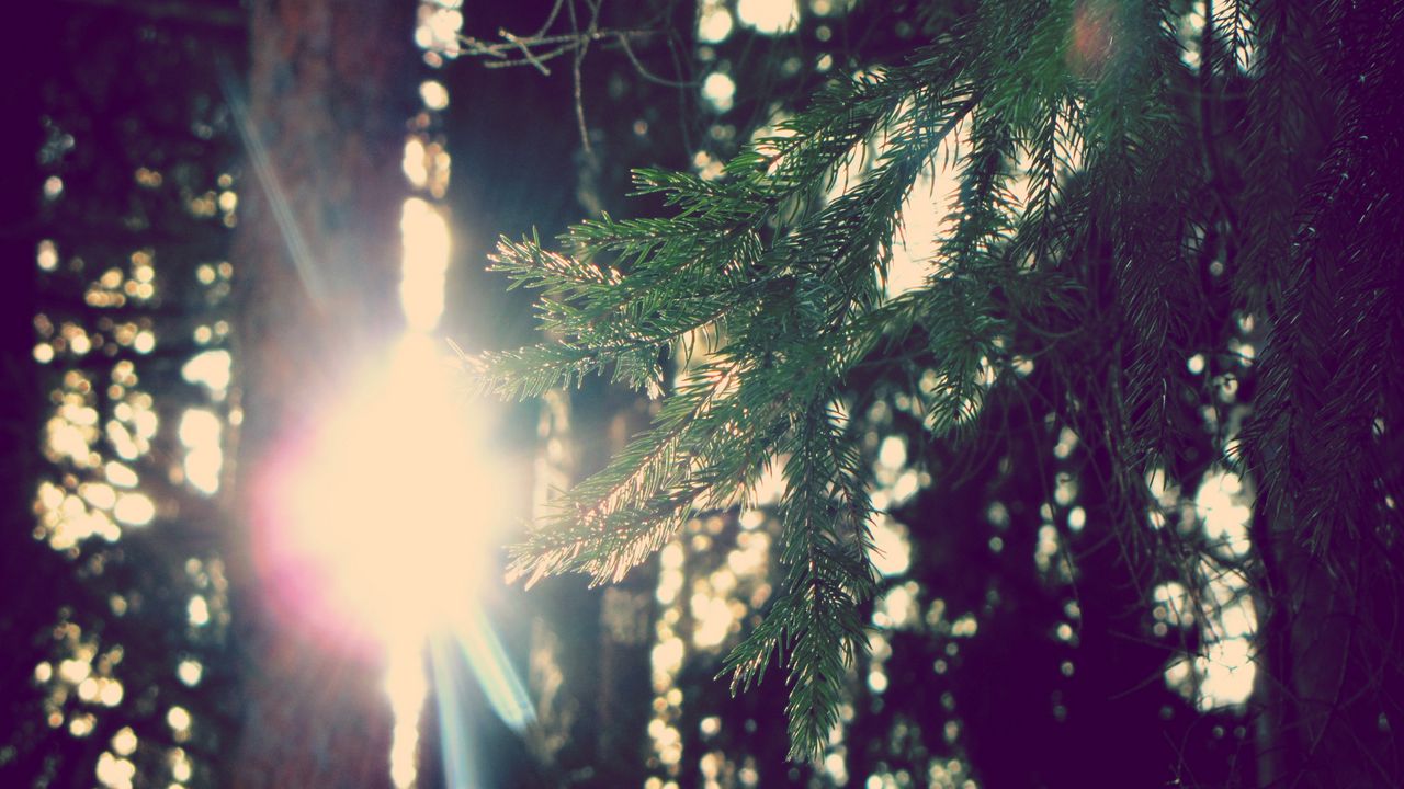 Wallpaper branch, fir-tree, sun, light