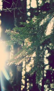Preview wallpaper branch, fir-tree, sun, light