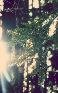Preview wallpaper branch, fir-tree, sun, light