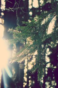 Preview wallpaper branch, fir-tree, sun, light