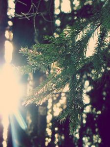 Preview wallpaper branch, fir-tree, sun, light