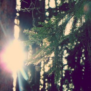 Preview wallpaper branch, fir-tree, sun, light