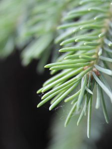 Preview wallpaper branch, fir-tree, web, needles