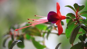 Preview wallpaper branch, flower, leaves