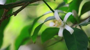 Preview wallpaper branch, flower, leaves, bright