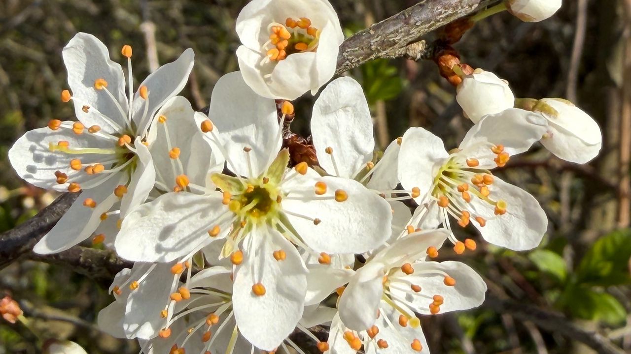 Wallpaper branch, flower, petal, stamen, plant