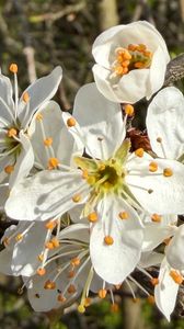 Preview wallpaper branch, flower, petal, stamen, plant