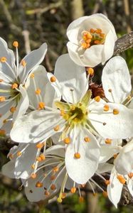 Preview wallpaper branch, flower, petal, stamen, plant