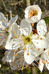 Preview wallpaper branch, flower, petal, stamen, plant