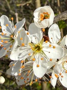 Preview wallpaper branch, flower, petal, stamen, plant