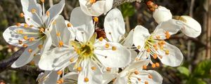 Preview wallpaper branch, flower, petal, stamen, plant