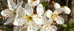 Preview wallpaper branch, flower, petal, stamen, plant