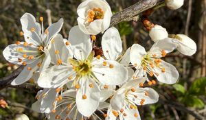 Preview wallpaper branch, flower, petal, stamen, plant