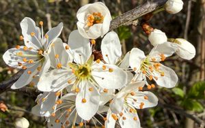 Preview wallpaper branch, flower, petal, stamen, plant