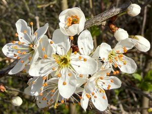 Preview wallpaper branch, flower, petal, stamen, plant