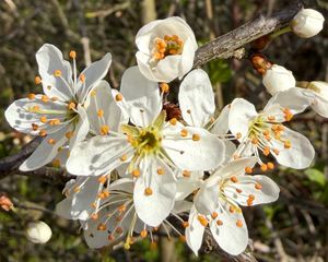 Preview wallpaper branch, flower, petal, stamen, plant