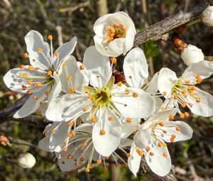 Preview wallpaper branch, flower, petal, stamen, plant