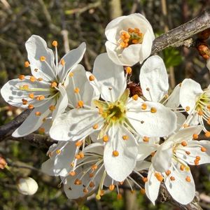 Preview wallpaper branch, flower, petal, stamen, plant