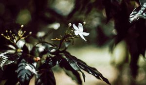 Preview wallpaper branch, flower, white, bloom, plant