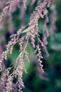 Preview wallpaper branch, flowers, bloom, macro