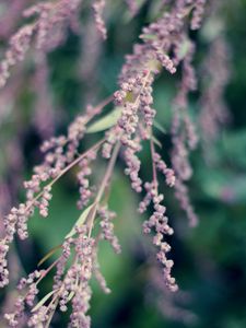 Preview wallpaper branch, flowers, bloom, macro