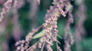 Preview wallpaper branch, flowers, bloom, macro
