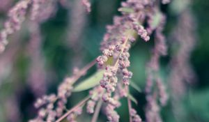 Preview wallpaper branch, flowers, bloom, macro