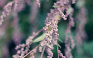 Preview wallpaper branch, flowers, bloom, macro