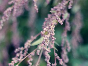 Preview wallpaper branch, flowers, bloom, macro