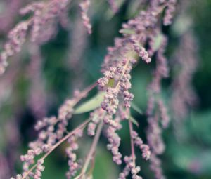 Preview wallpaper branch, flowers, bloom, macro