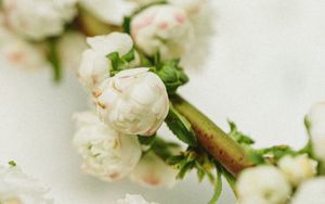 Preview wallpaper branch, flowers, buds, white, macro