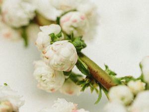 Preview wallpaper branch, flowers, buds, white, macro