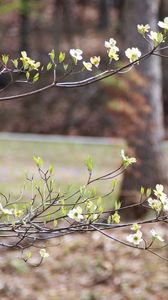 Preview wallpaper branch, flowers, car, motion blur