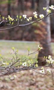 Preview wallpaper branch, flowers, car, motion blur