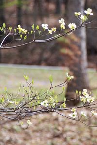 Preview wallpaper branch, flowers, car, motion blur