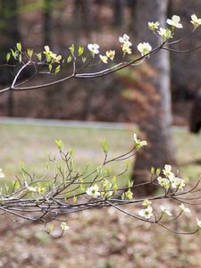 Preview wallpaper branch, flowers, car, motion blur