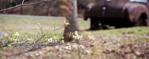 Preview wallpaper branch, flowers, car, motion blur