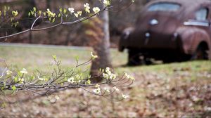 Preview wallpaper branch, flowers, car, motion blur