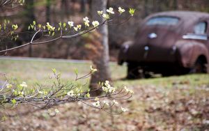 Preview wallpaper branch, flowers, car, motion blur